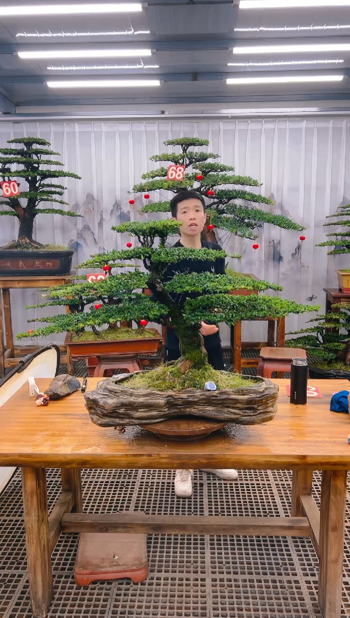 【闪购商品】紫砂精品盆景直播间一物一拍