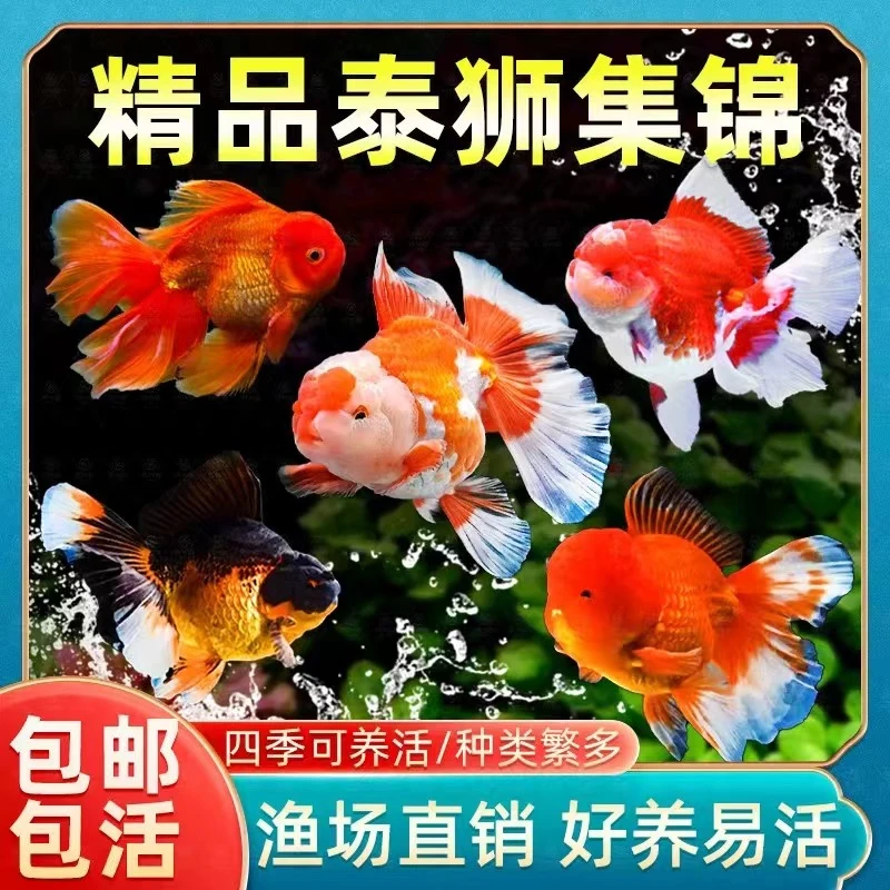 金鱼观赏鱼鱼胖头鱼泰狮鱼苗丹顶红北方冷水淡水好养耐活检疫发货