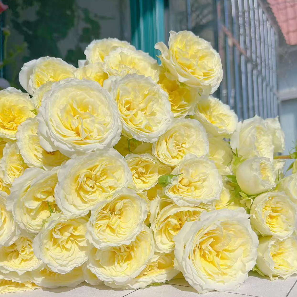 [牛牛甄选]AA级暖暖多头玫瑰 一单包邮 云南昆明基地现采现发