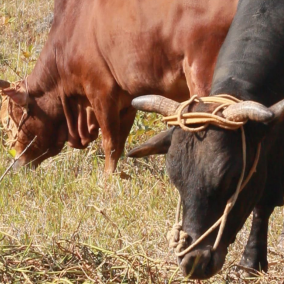 6号  【直播间称重改价】广西靖西土黄牛4斤起拍 顺丰包邮