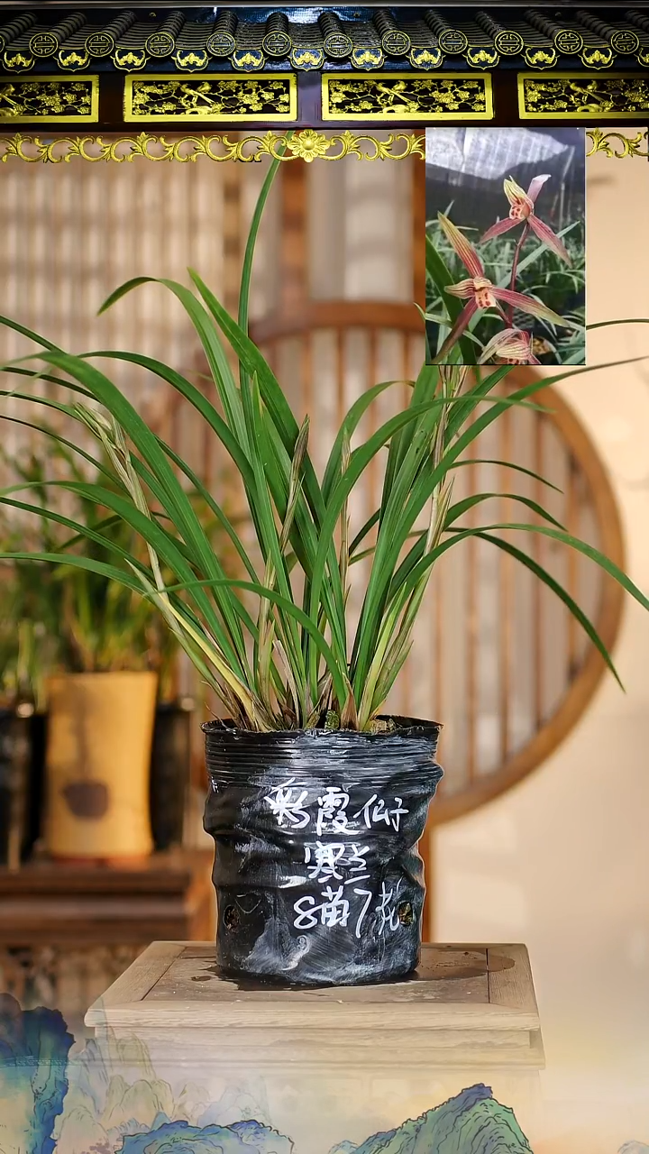 全部花苞彩霞仙子8苗7花