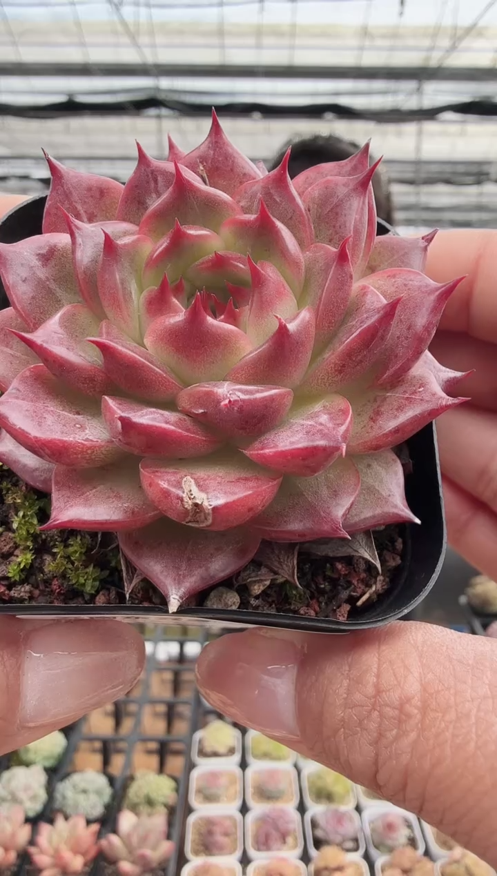 东云多肉园新款-93