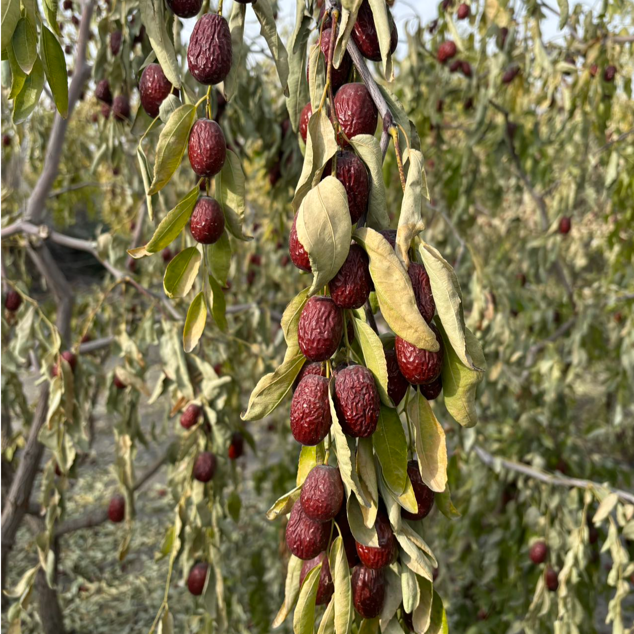 新疆吊干灰枣2025年新枣【新疆直发】