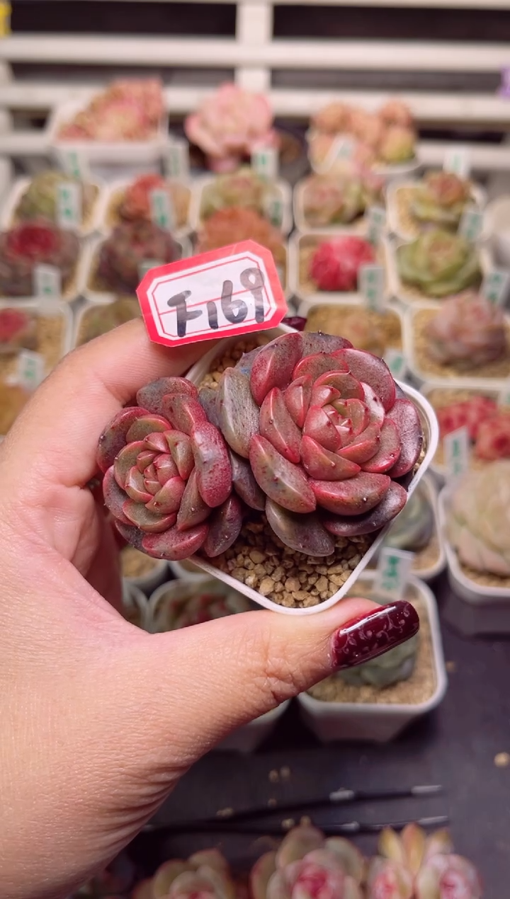 【闪购商品】一物一拍F169