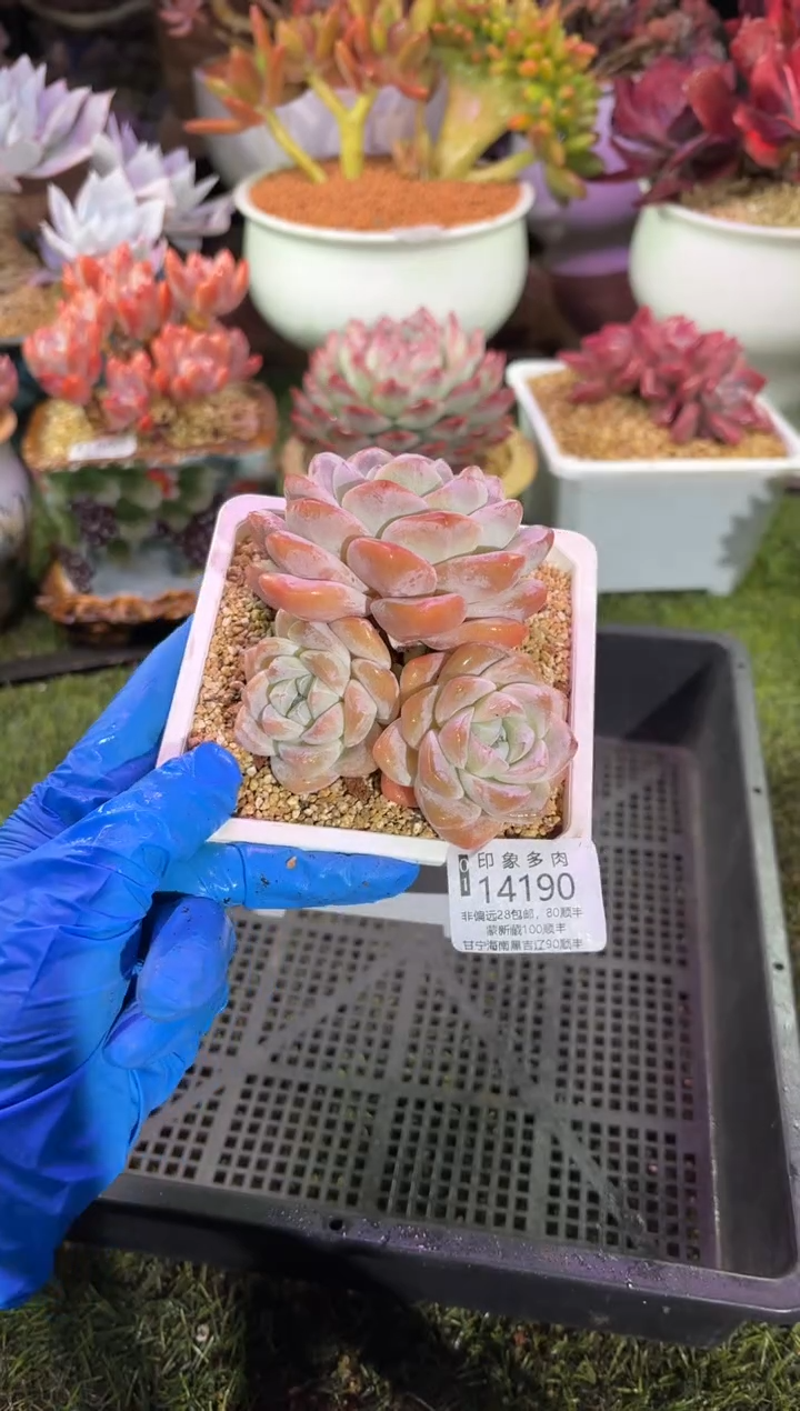 【闪购商品】14190