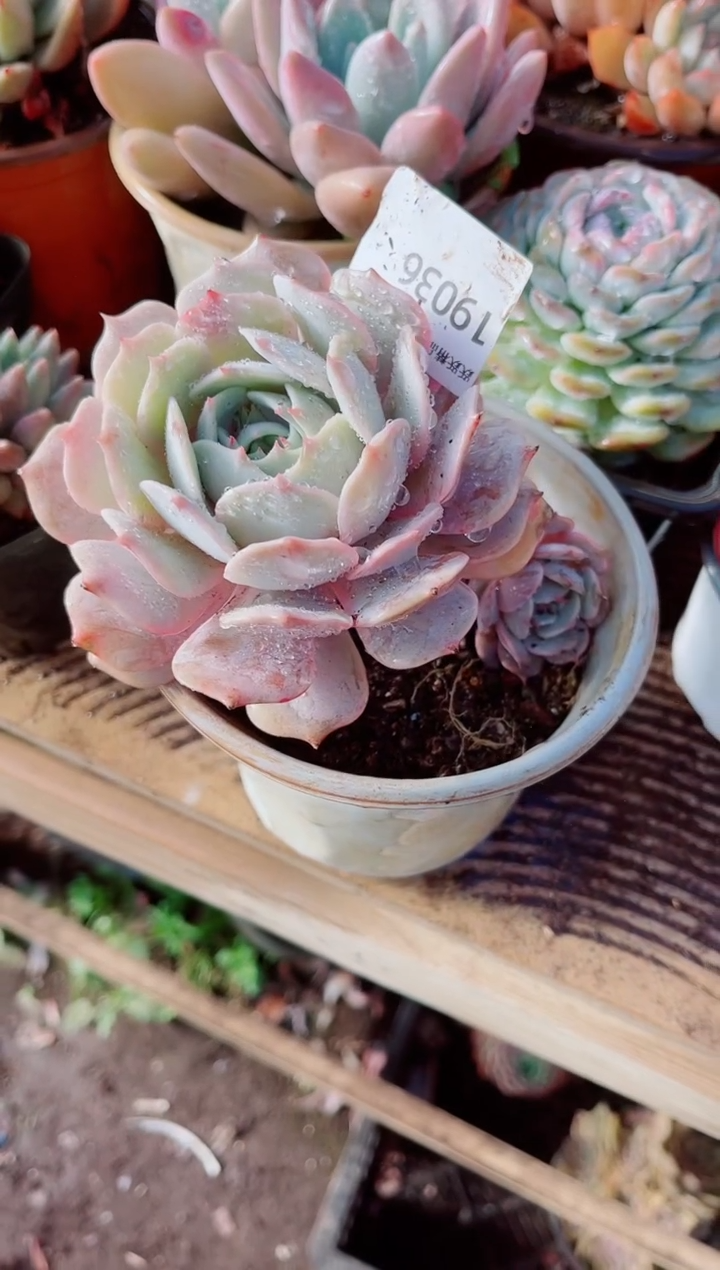 M*、跃跃精品多肉19036