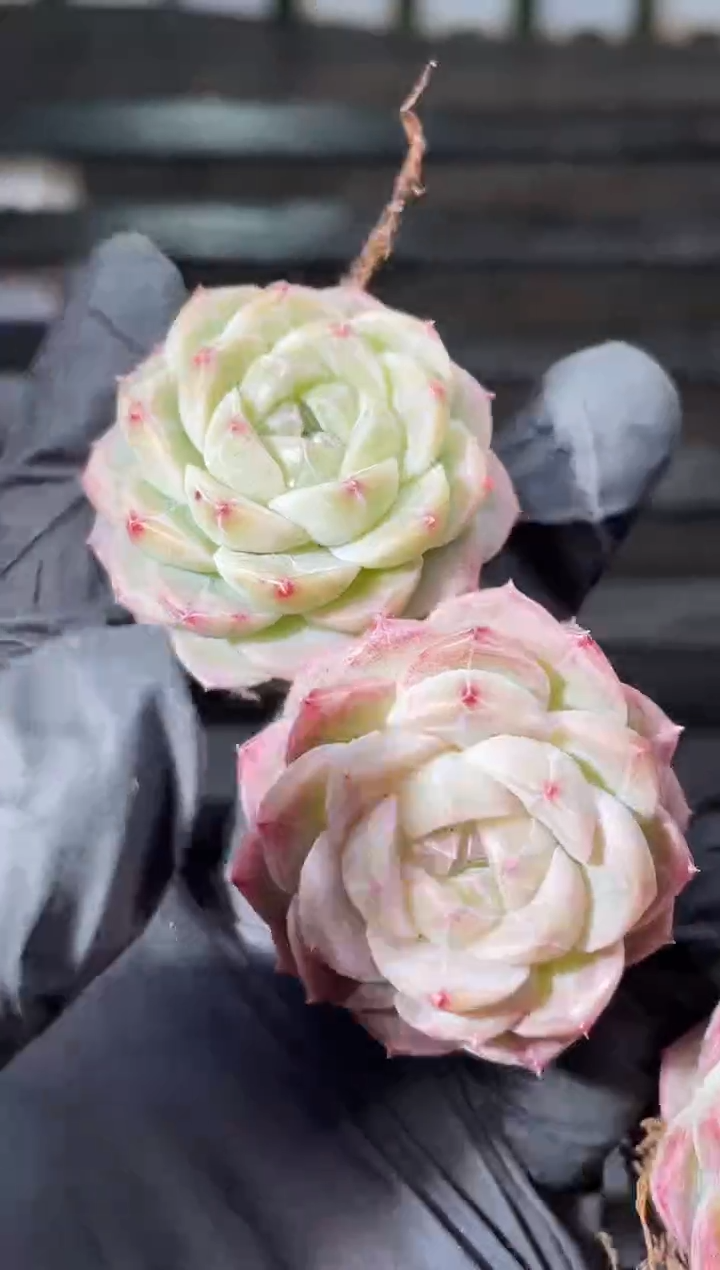 16-21琉璃弹珠3-4厘米量拍发一颗