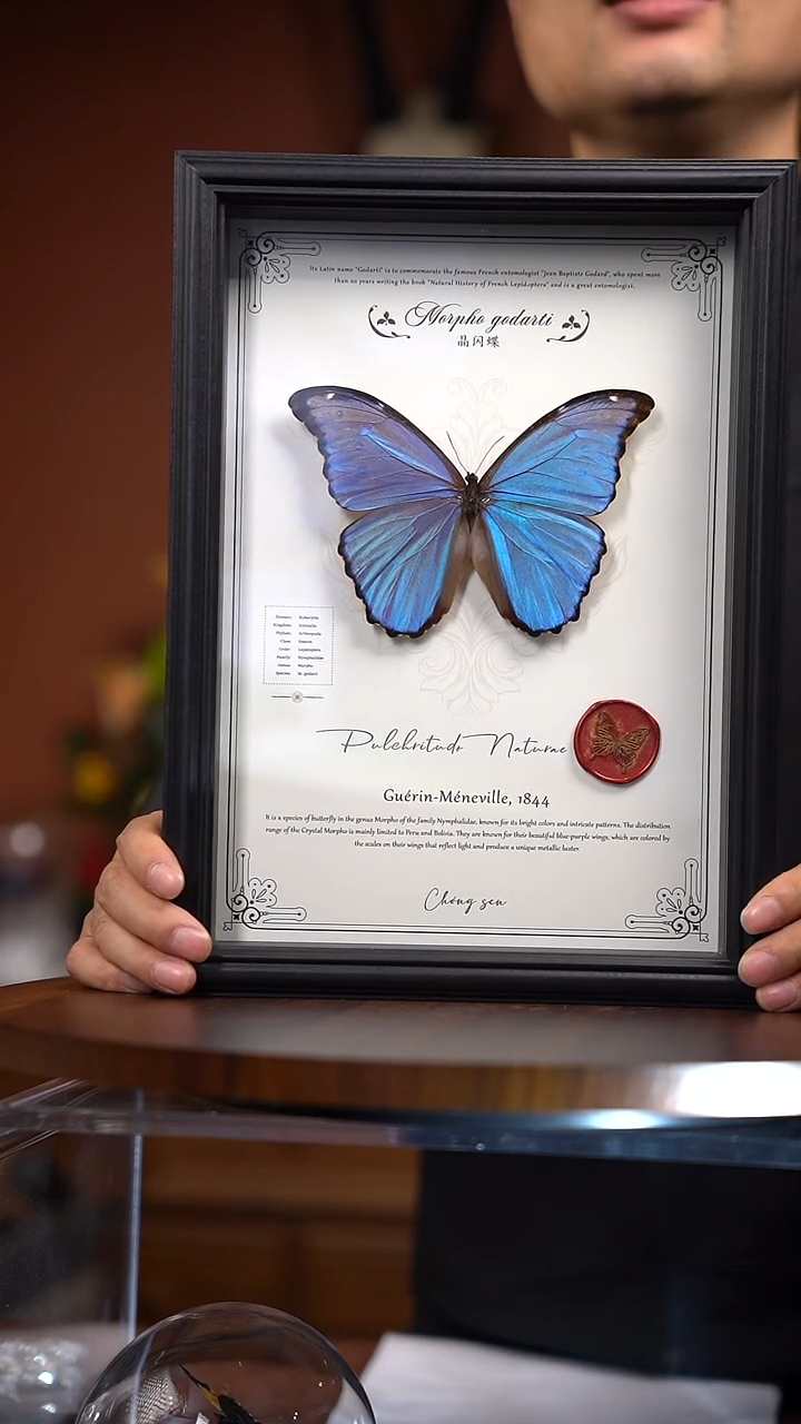 N63晶闪蝶竖框竞拍