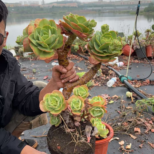 高桩碧桃  精品多肉植物 新手好栽 好养 云南发货