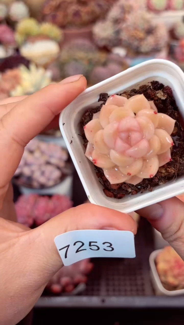 【闪购商品】7253单头多肉