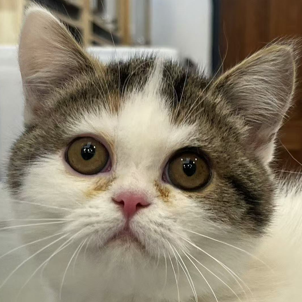 来了姊妹-棕补丁加白英短猫 妹妹 21