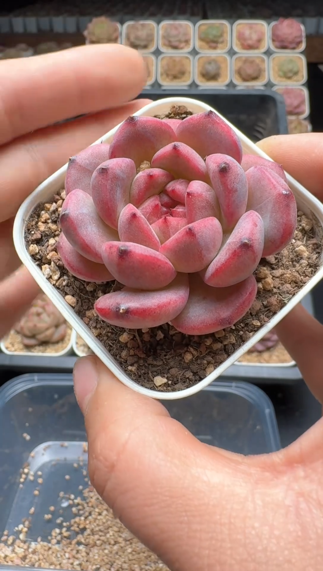 【闪购商品】206号 珍妮杂交多肉 花卉植物