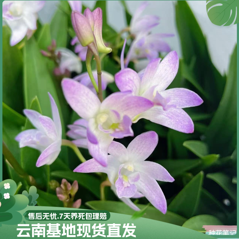 【8104澳洲香水石斛】超多花剑室内桌面花卉好养四季开花带花苞