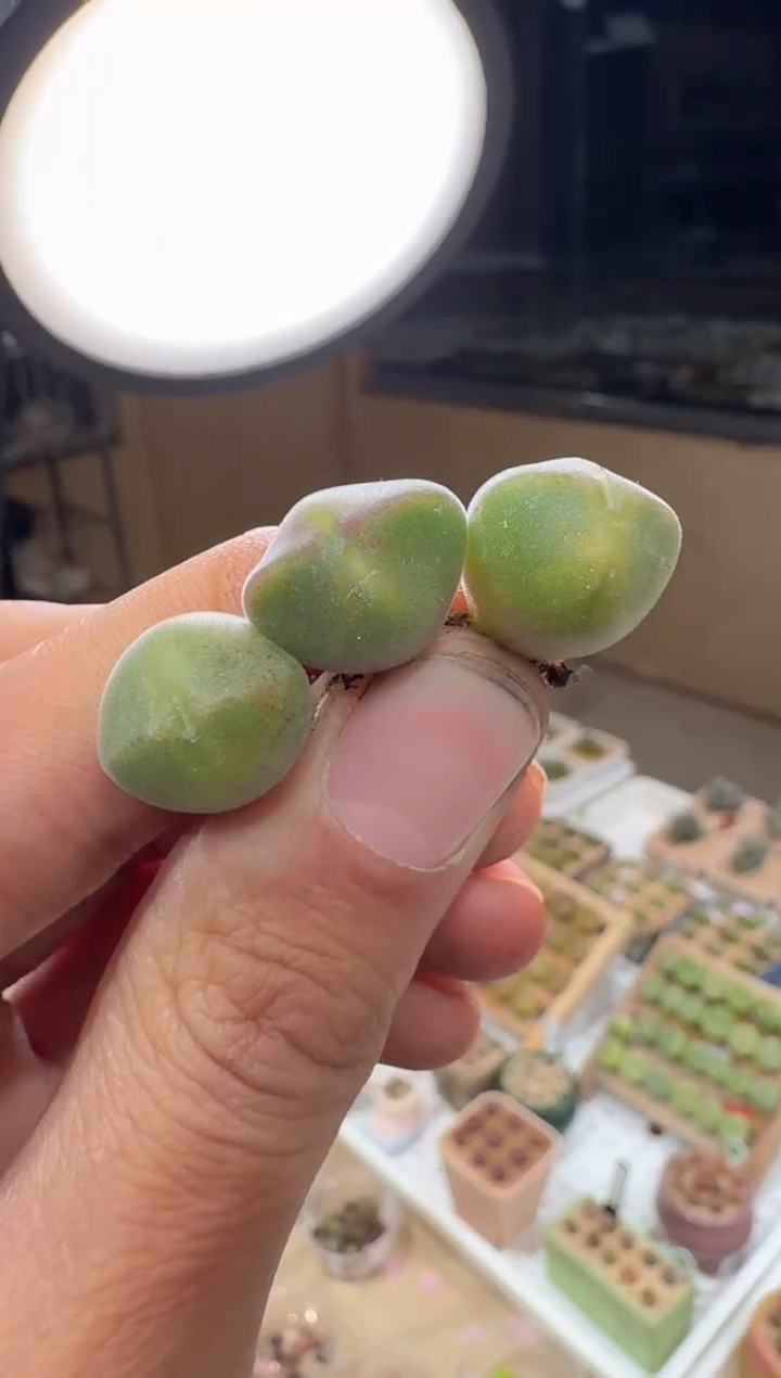 228多肉植物肉锥空蝉一颗