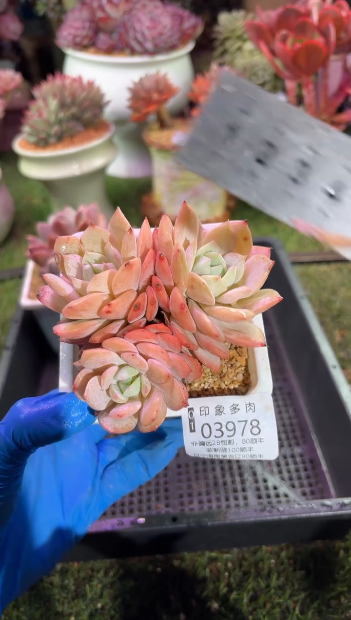 【闪购商品】03978