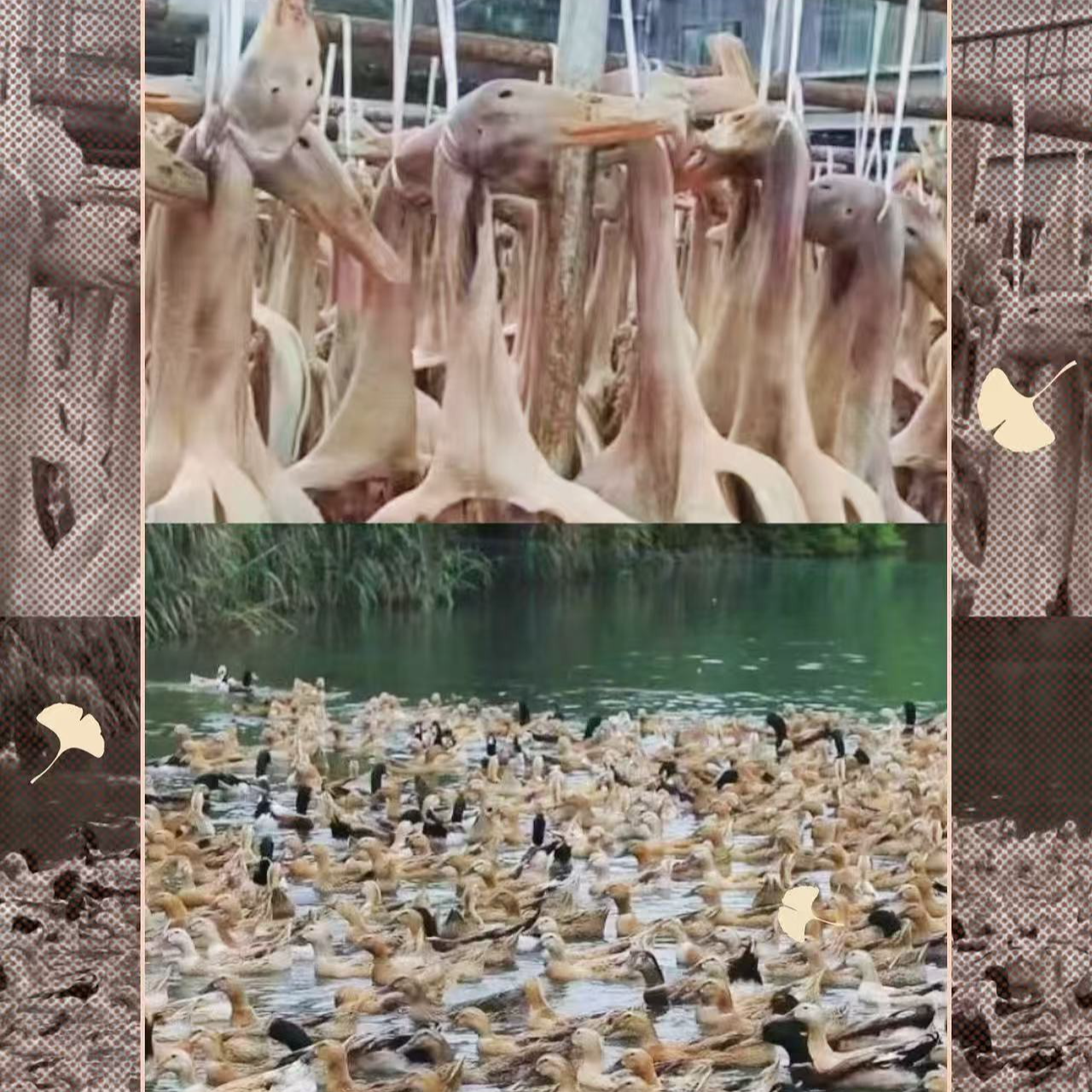 焦岗湖农家散养腌制鸭现杀（整只）包装