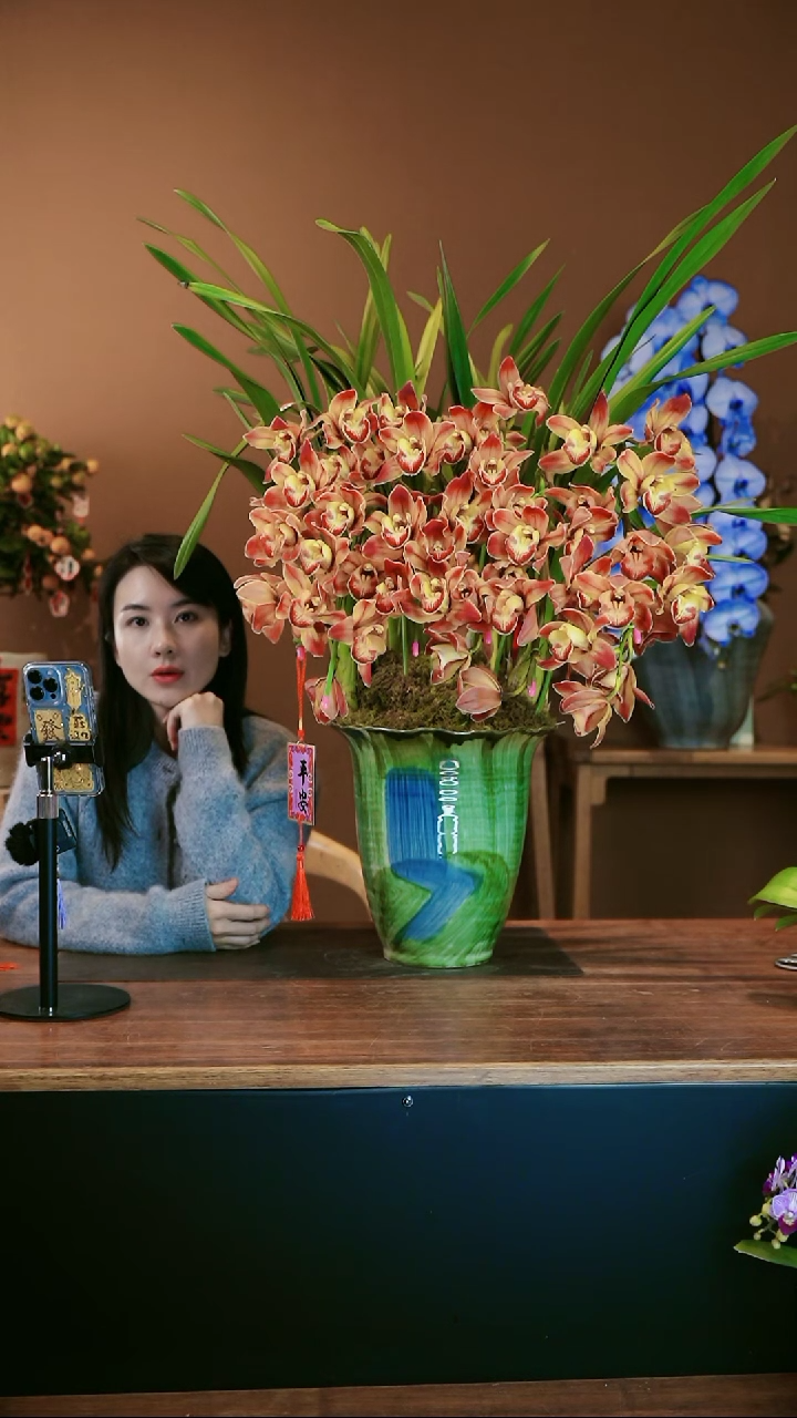 【闪购商品】盆景麒麟拱兰 绿