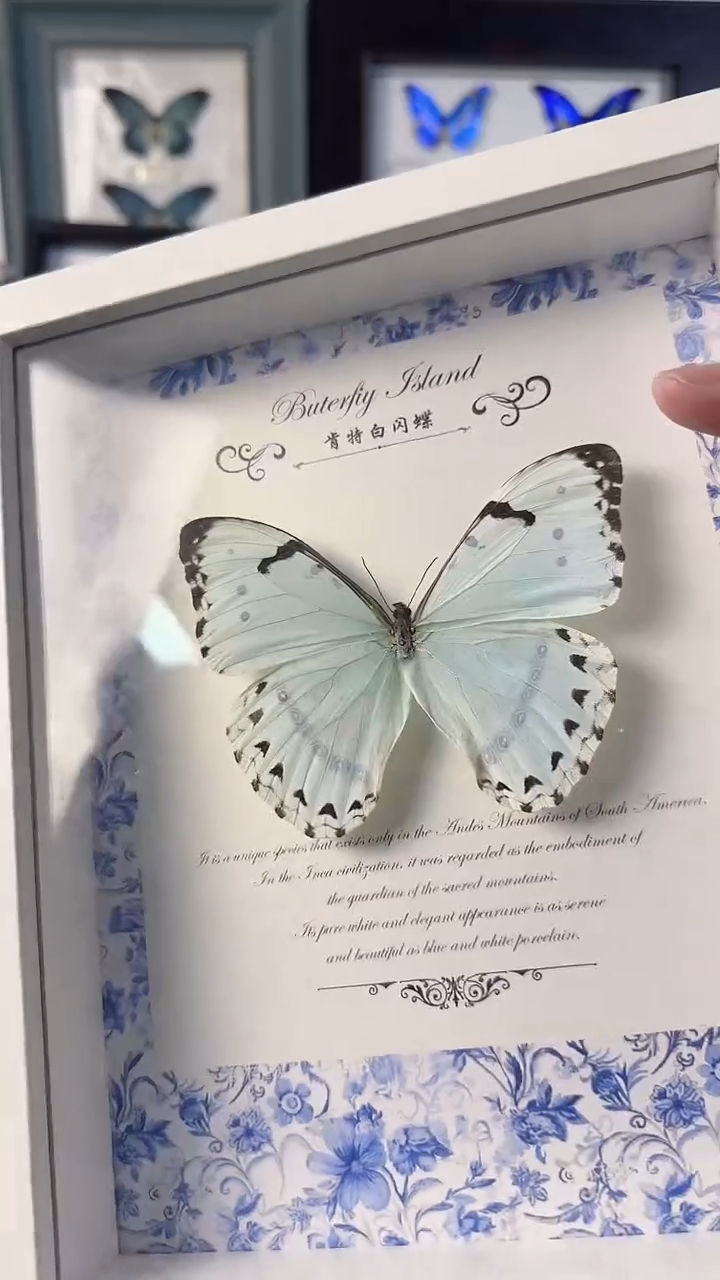 图****）真实蝴蝶标本装框品