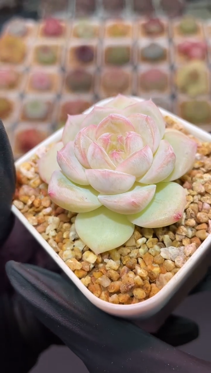 闪购3267 芙蓉月多肉一颗  4厘米