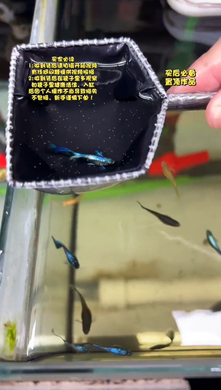 孔雀鱼无怨孔雀鱼