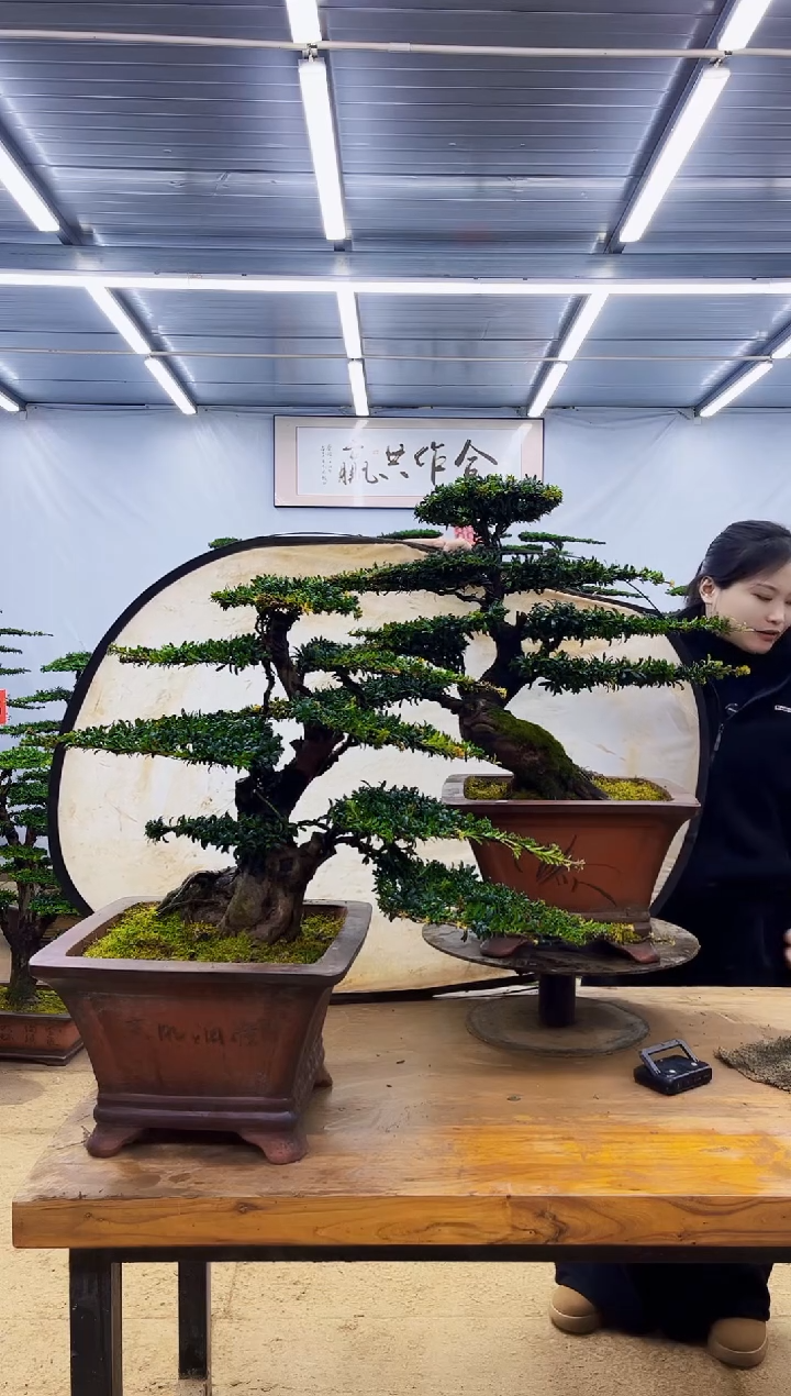 无花朵一物一拍·所见即所得