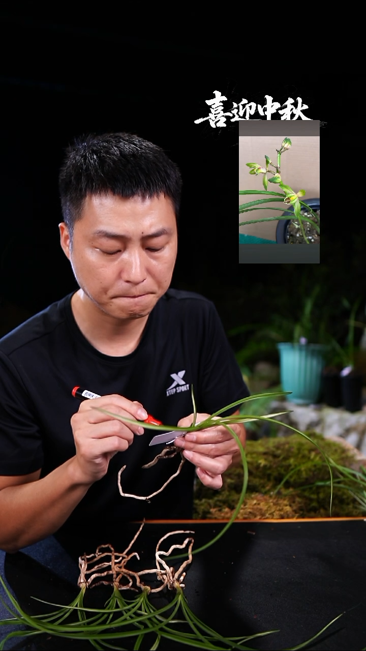完全开放富*哥蕙兰中透艺（垄头苗）