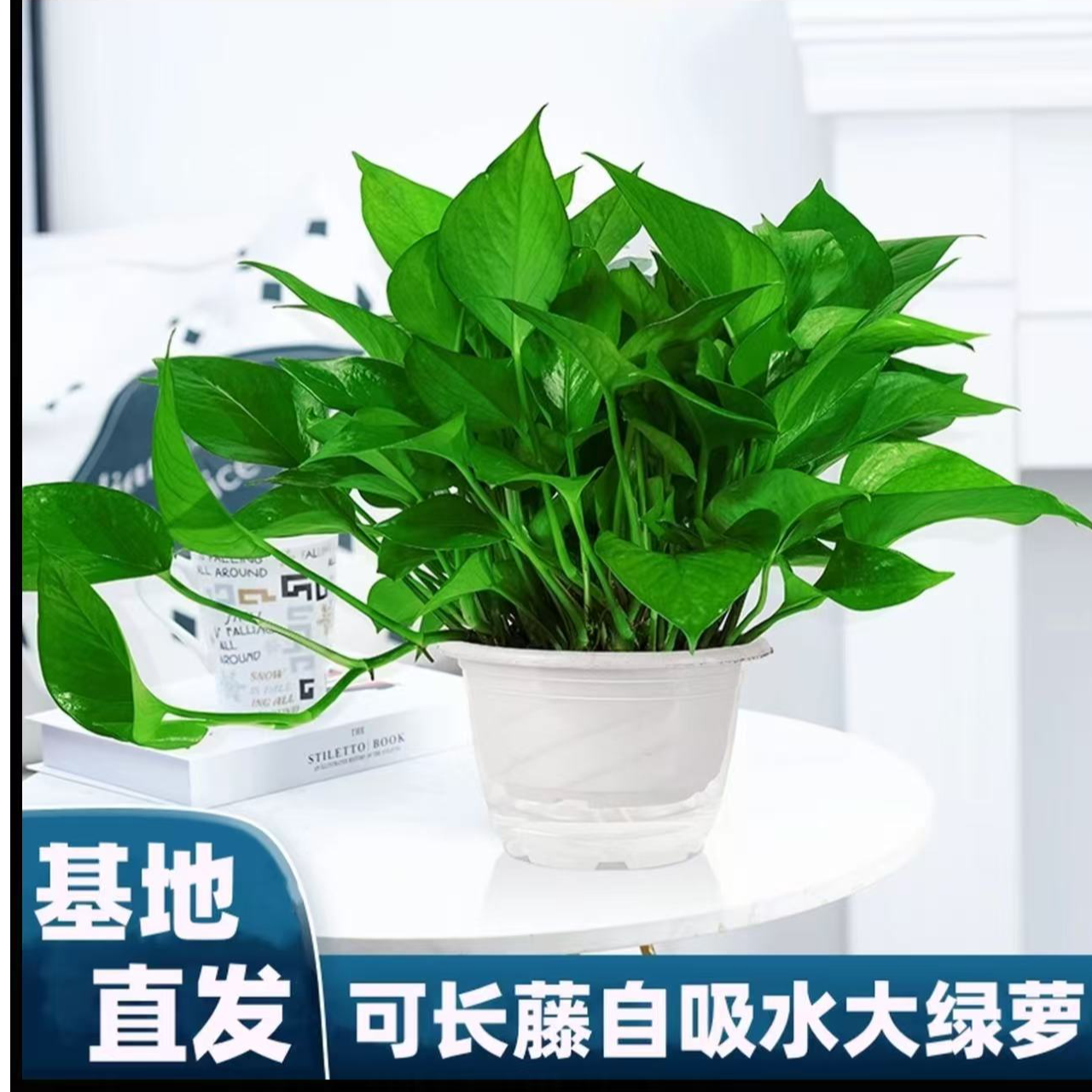 pz【新粉福利】180#绿萝新房除甲醛净化空气室内盆栽好养绿植基地直