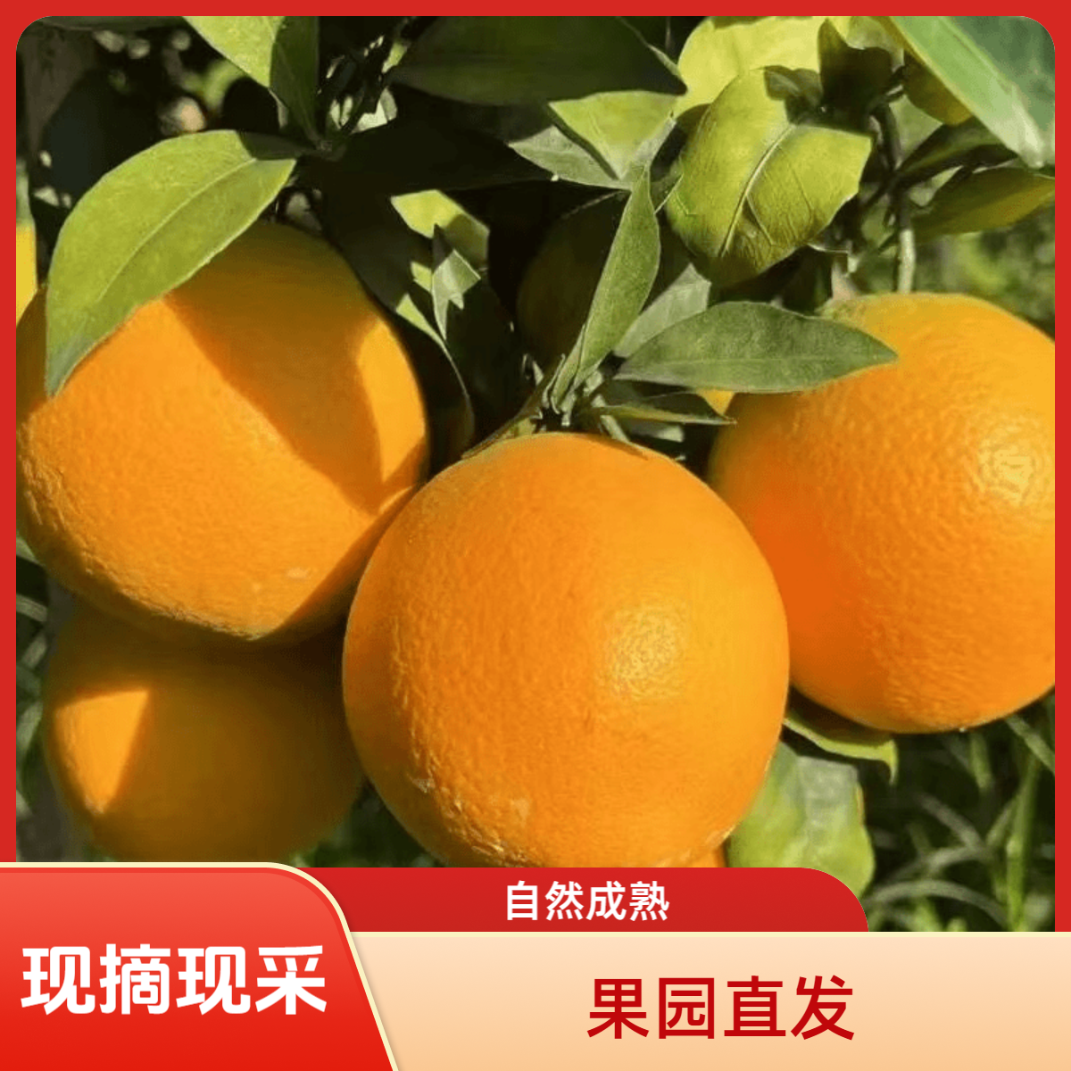 【现摘现发】正宗江西赣南脐橙当季新鲜水果产地直发甜橙子詹姆斯