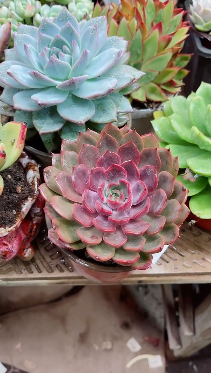T*22004多肉植物一物一拍