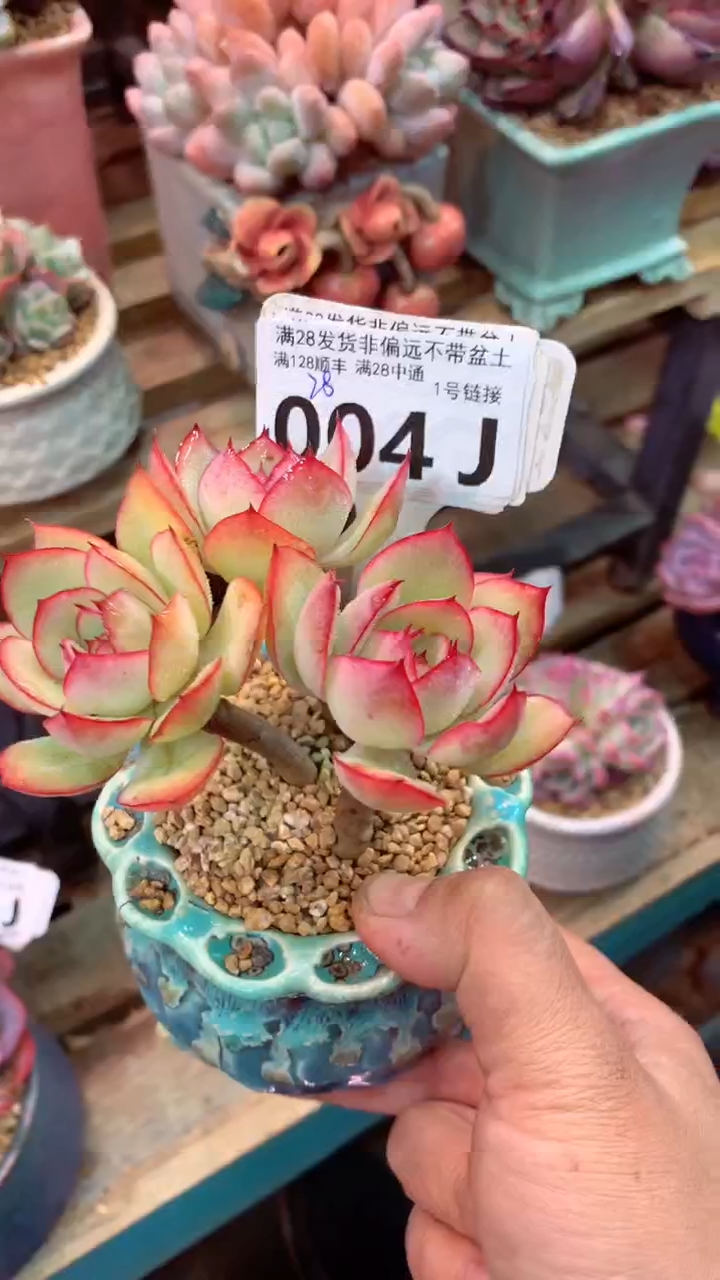 004J 牡丹亭 （一物一拍，精品多肉，所见即所得 ）