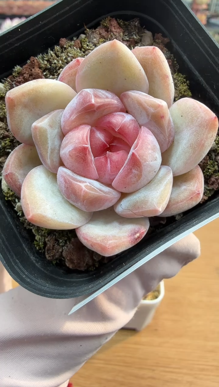 东云多肉园二店-149