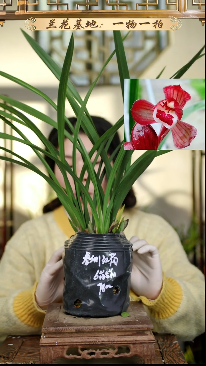 完全开放春剑红荷6苗5花苞