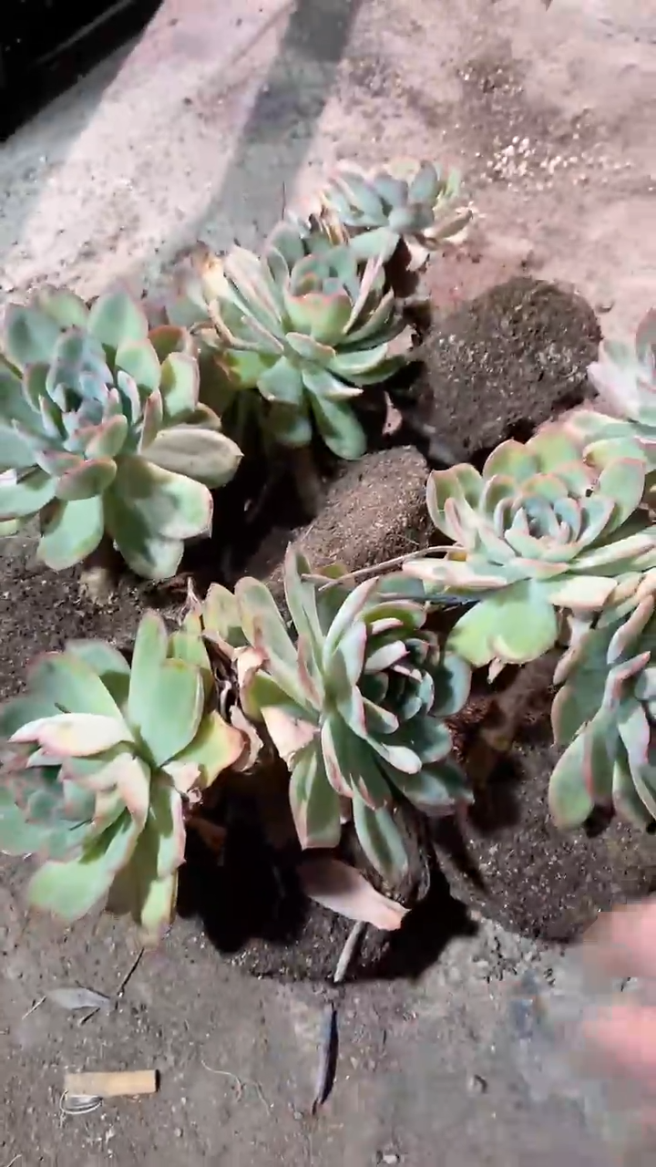 6棵晨露精品多肉