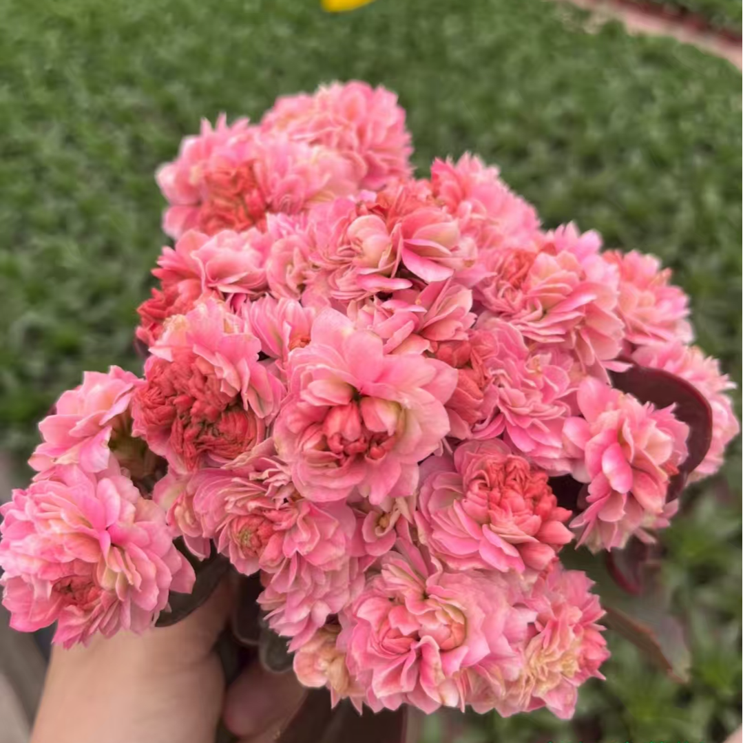 80新奶油慕斯长寿花