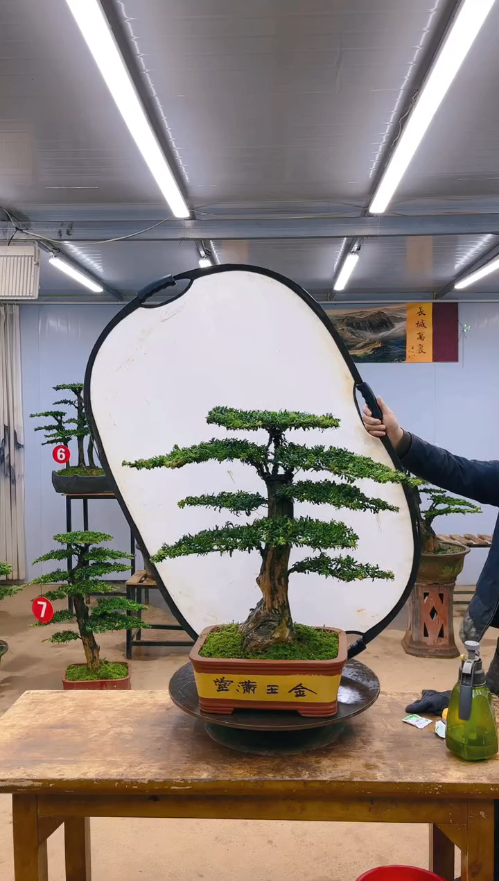 【闪购商品】888666