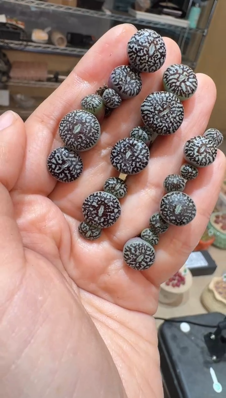 148多肉植物肉锥青花瓷墨一颗