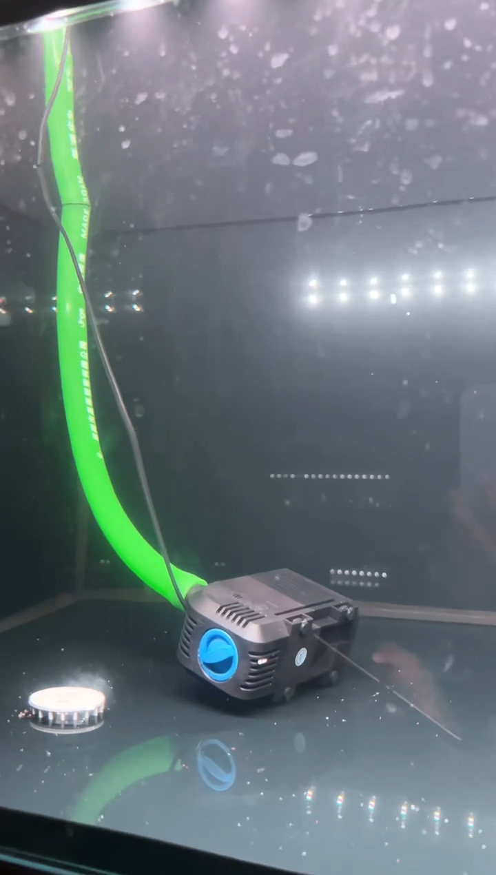 灯科鱼宝莲灯f1五条