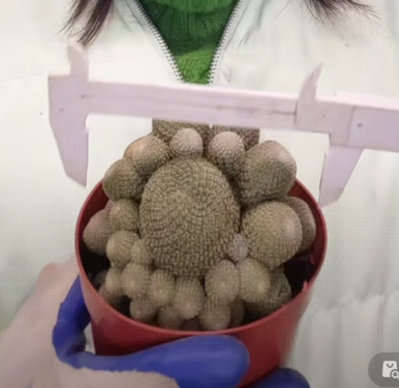 二妹园艺【 1颗  群生橙宝山  】带盆土随机发货