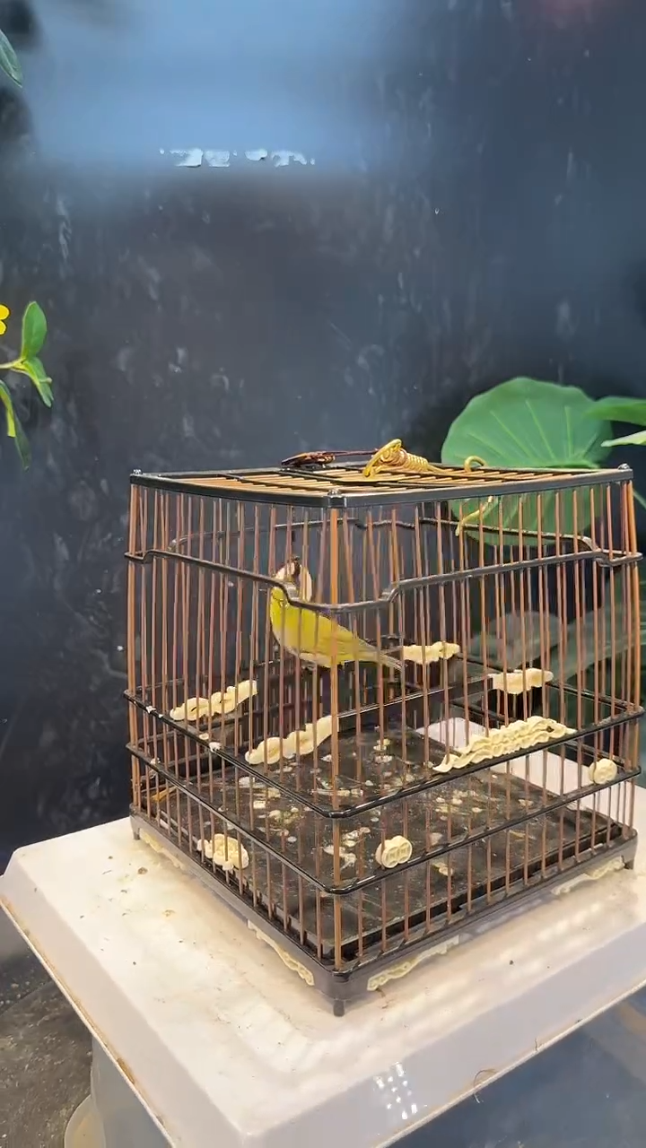 54号  绣眼 养笼1元起拍