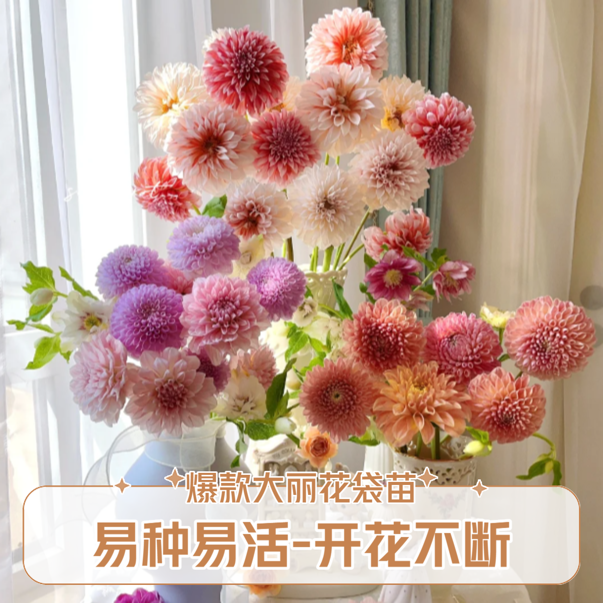 【大丽花袋苗】耐寒耐热南北可种四季开阳台庭院花卉绿植新手易种活