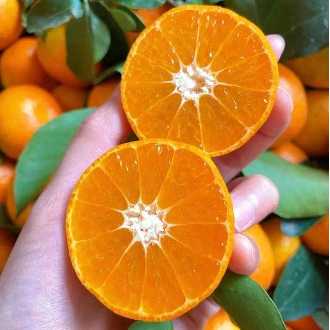 【无籽砂糖橘】果子又大又甜 非常耐寒 产量高 汁水多无籽桔子树苗