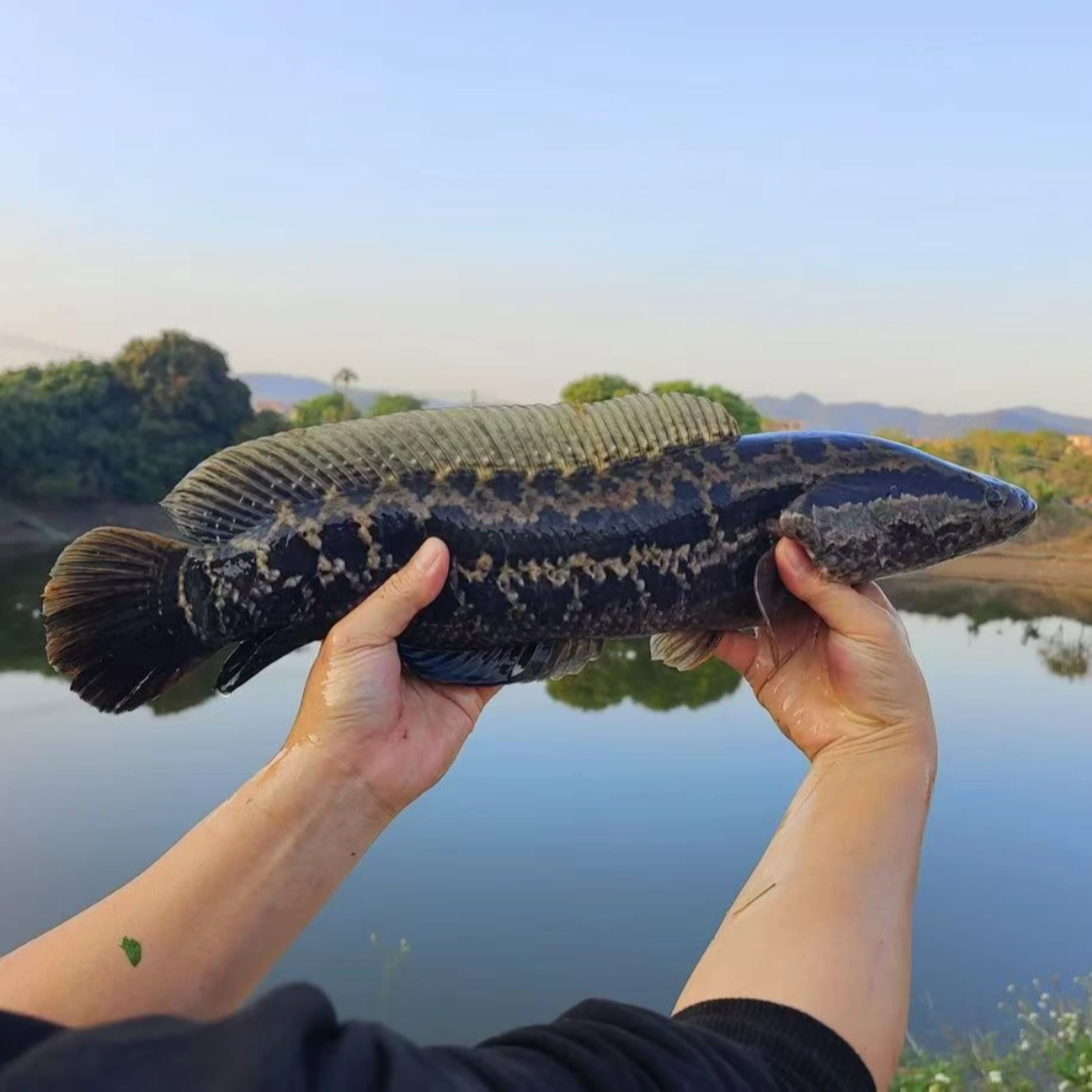 【玉龙湖土乌鱼、乌棒】现抓现发、包鲜包活、次日达今天拍明天到