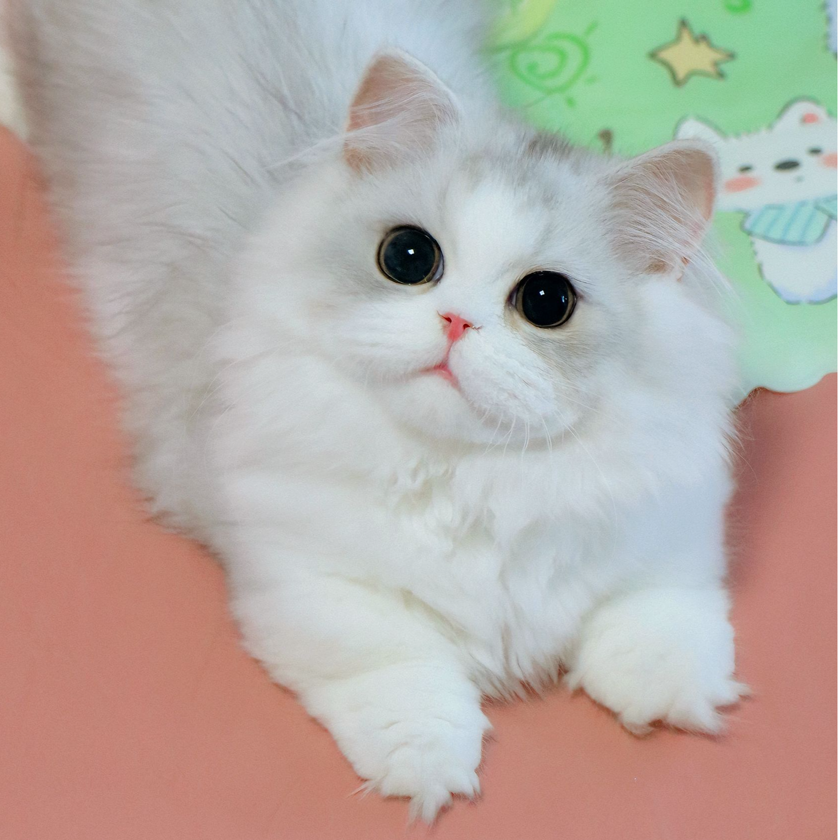 拿破仑米努特脸版猫舍萌宠宠物猫幼猫成猫哈基米精品长毛温顺幼猫