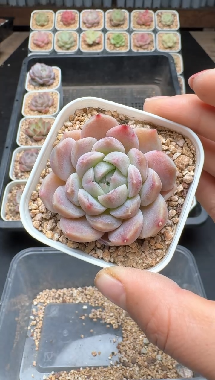 【闪购商品】946C物拍多肉带盆土6.5杯拍3颗包柚