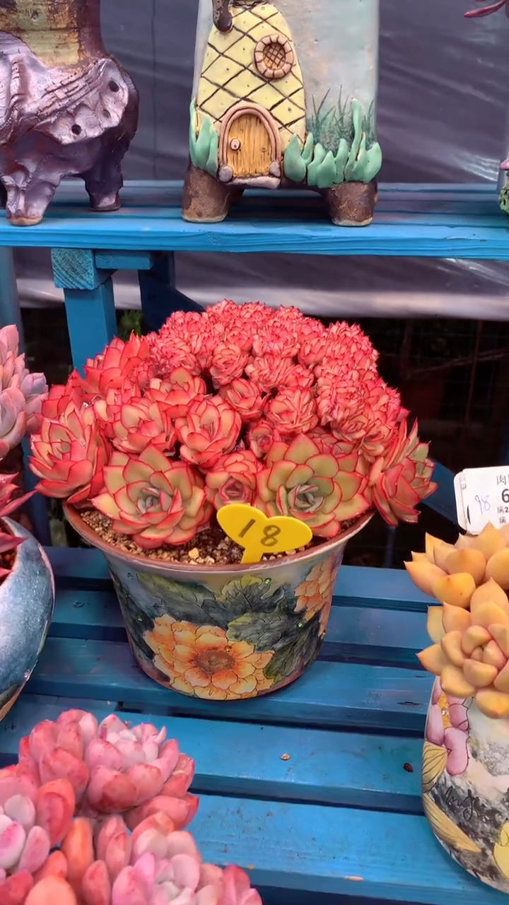 18号 模特区 牡丹亭 带盆价格 只发物流 