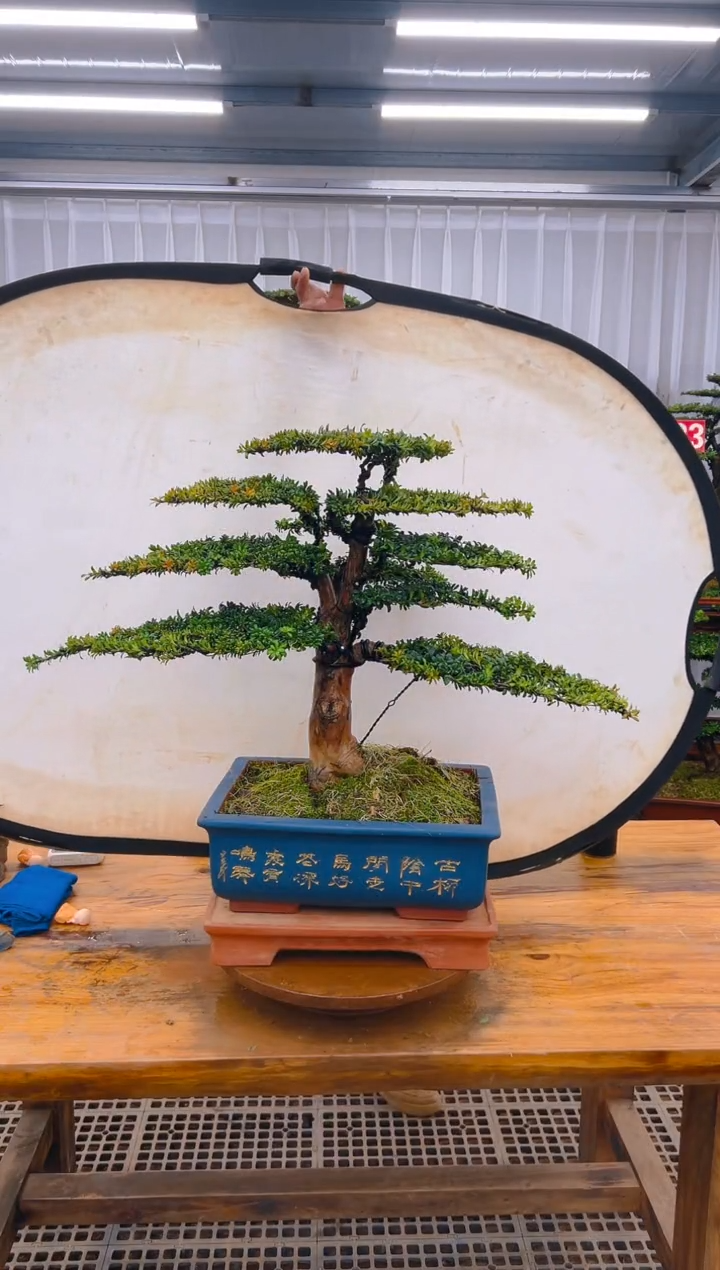 【闪购商品】紫砂精品盆景直播间一物一拍