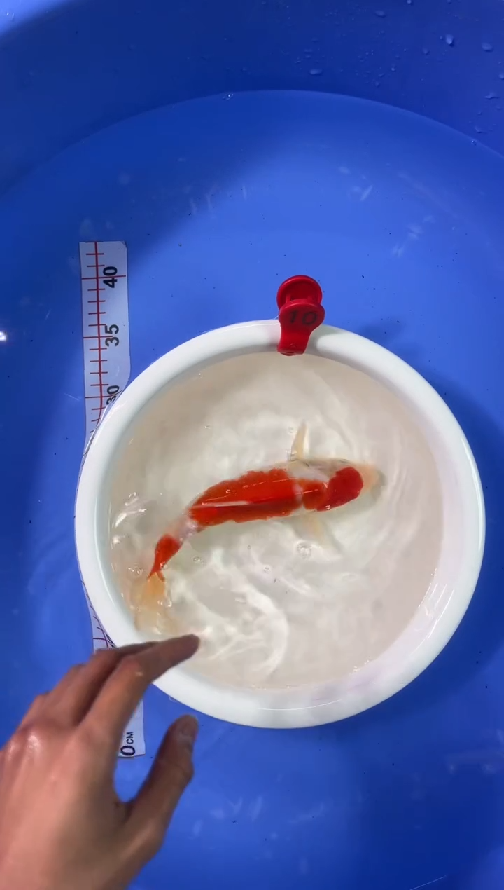 锦鲤活体二号链接/暂收运费5