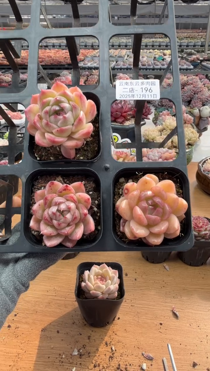东云多肉园二店-196（其中1棵）