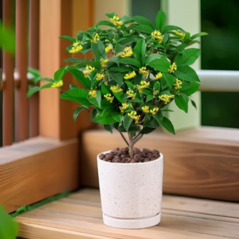 四季桂浓香型盆栽好养适合室内植物外庭院地栽绿植绿植盆栽