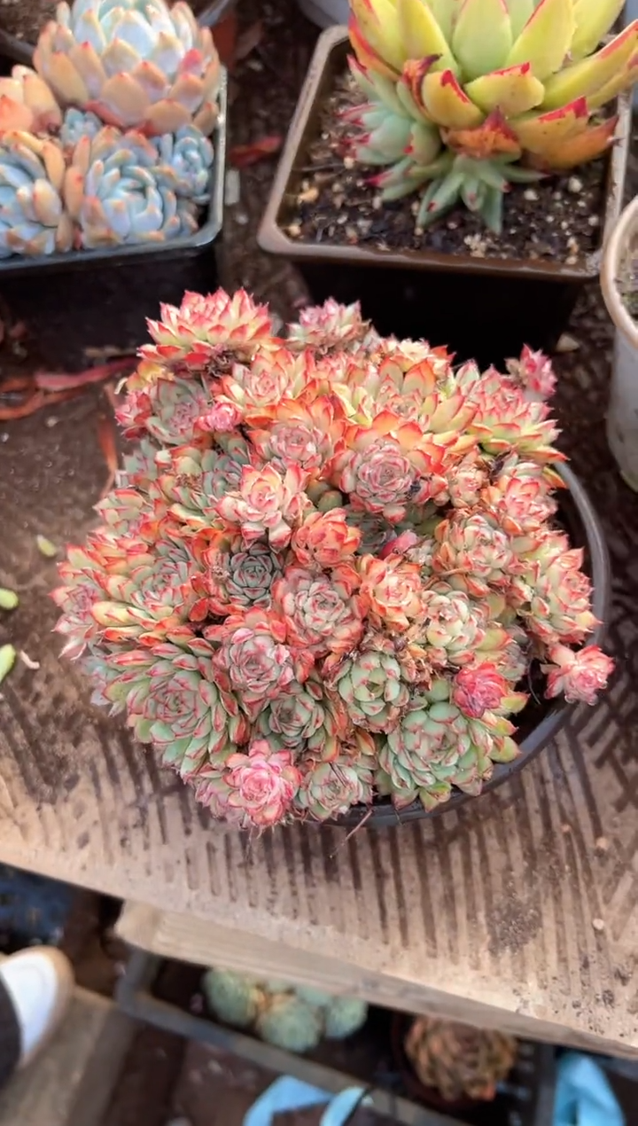 愿***心多肉植物一物一拍09292